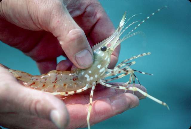 Is it Okay to Eat Shrimp with White Spots? - Agrofoodious