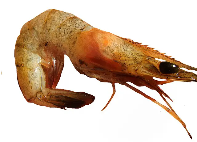 What is shrimp