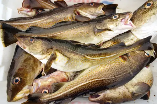 Whole cod fish