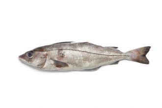 Haddock vs Cod Fillets: The Main Differences Explained