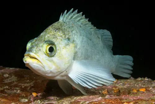 Pacific rockfish taste